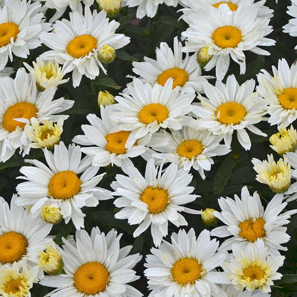 Leucanthemum superbum Cream Puff Bloom