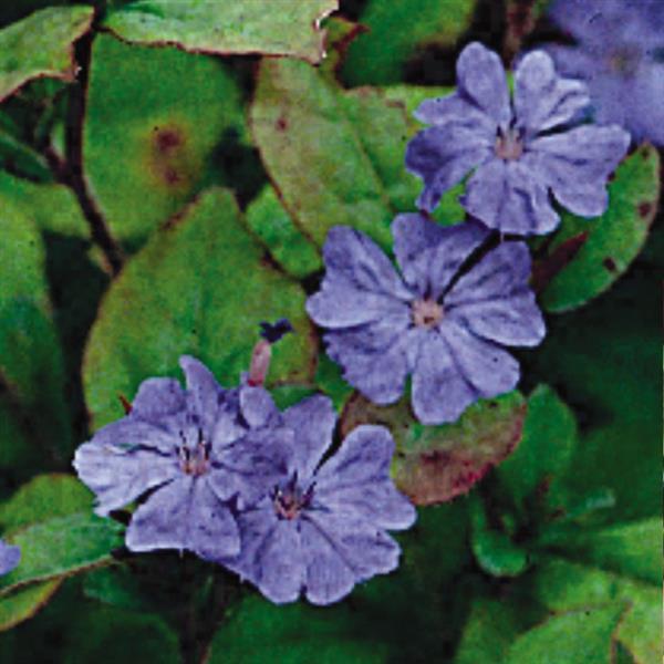 Ceratostigma plumbaginoides  Bloom