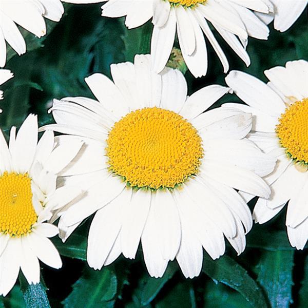 Leucanthemum Snowcap Bloom