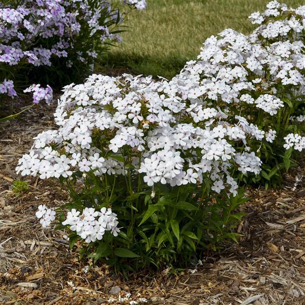 Phlox paniculata Baby Doll White Landscape