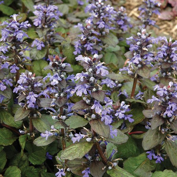 Ajuga reptans Catlin’s Giant Bloom