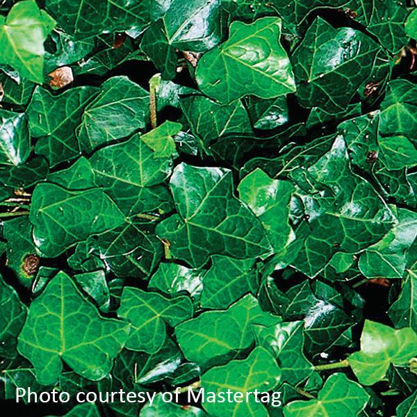 Hedera helix English Bloom