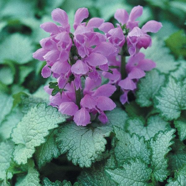 Lamium maculatum orchid frost
