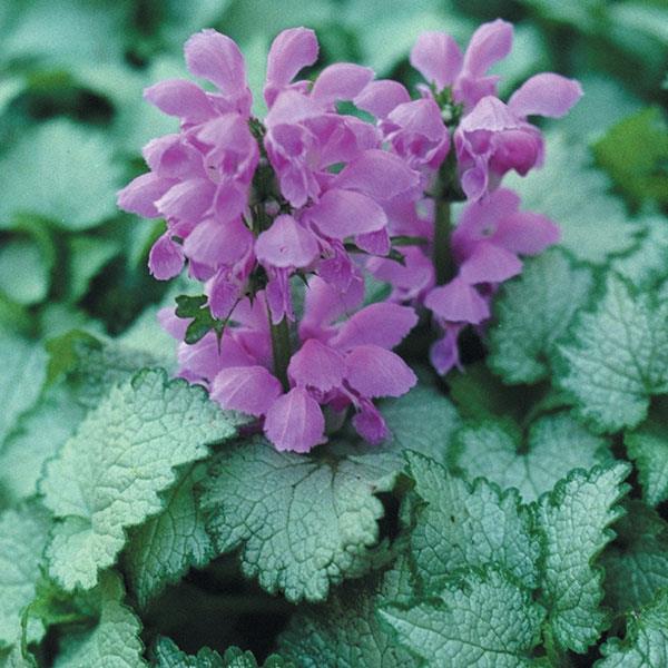 Lamium maculatum Orchid Frost Bloom