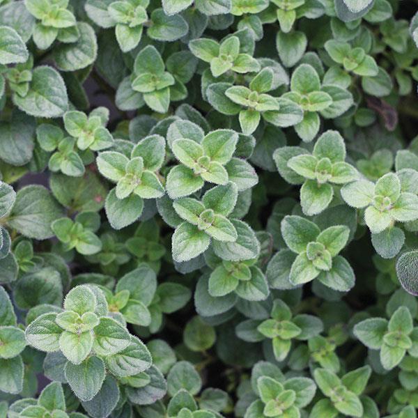 Origanum vulgare Hot and Spicy Bloom