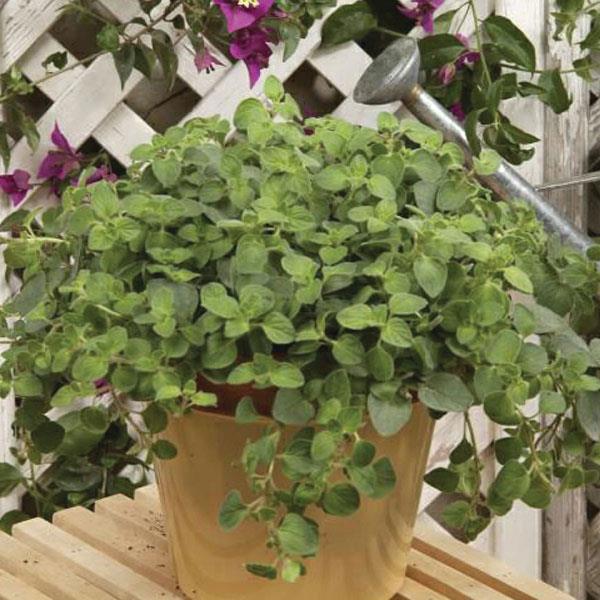 Origanum vulgare Hot and Spicy Container