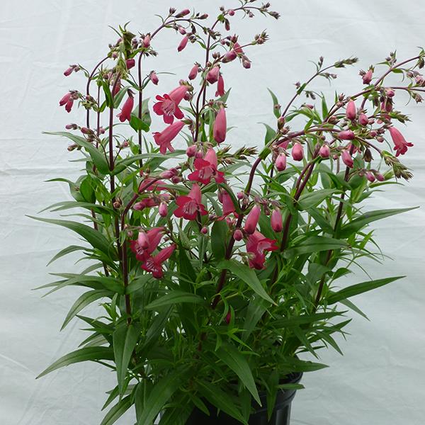 Penstemon MissionBells™ Deep Rose Container