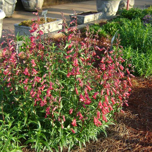 Penstemon MissionBells™ Deep Rose Landscape