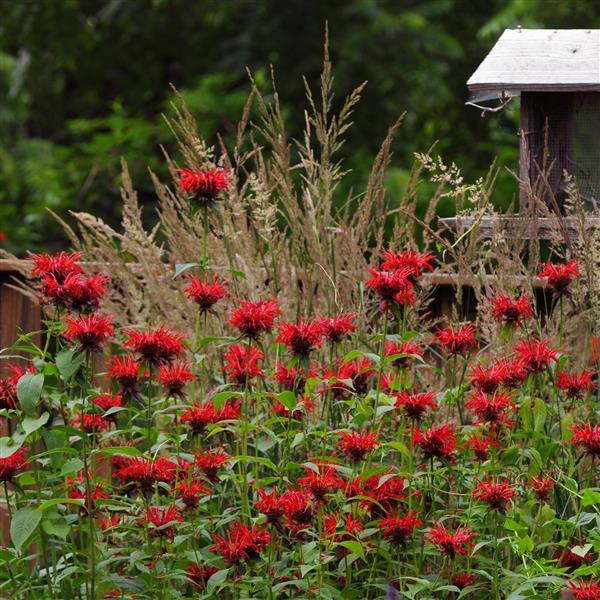 Monarda didyma Jacob Cline Commercial Landscape 1