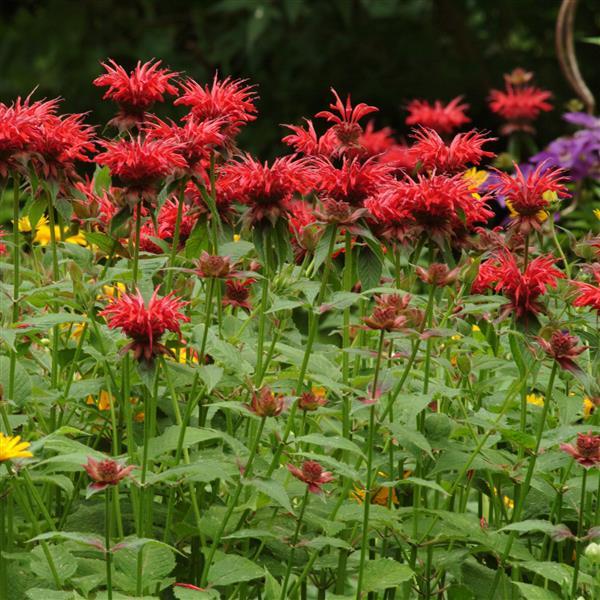 Monarda didyma Jacob Cline Landscape