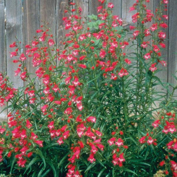 Penstemon mexicali Red