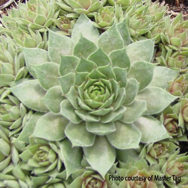 Sempervivum Red Beauty Bloom