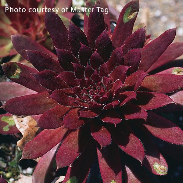 Sempervivum Royal Ruby Bloom