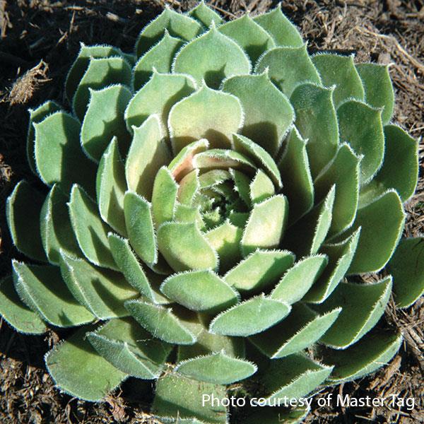 Sempervivum Ruby Heart Bloom