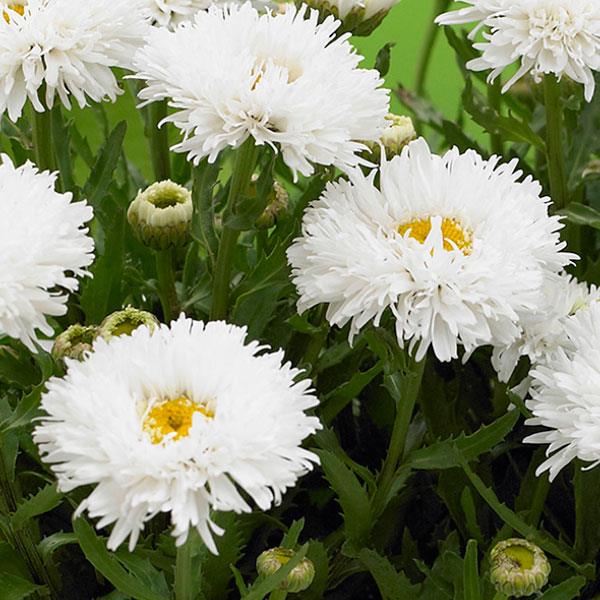 Leucanthemum x superbum Ooh La™ LaSpider Bloom