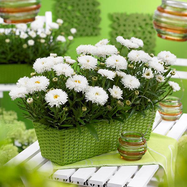 Leucanthemum x superbum Ooh La™ LaSpider Container