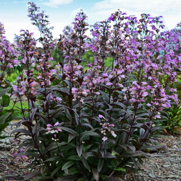 Penstemon digitalis Blackbeard Garden