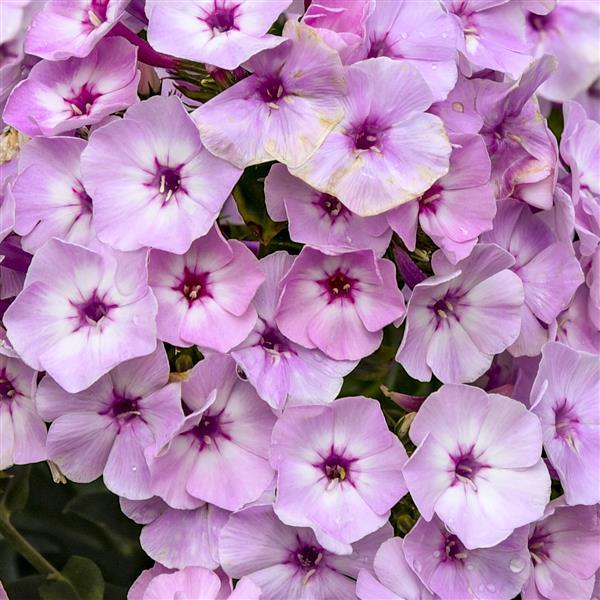 Phlox Garden Girls™ Fancy Girl Bloom