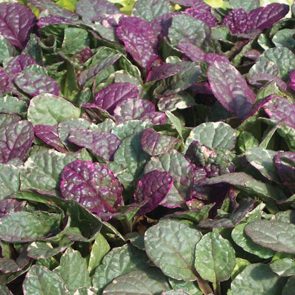 Ajuga reptans Burgundy Glow Bloom