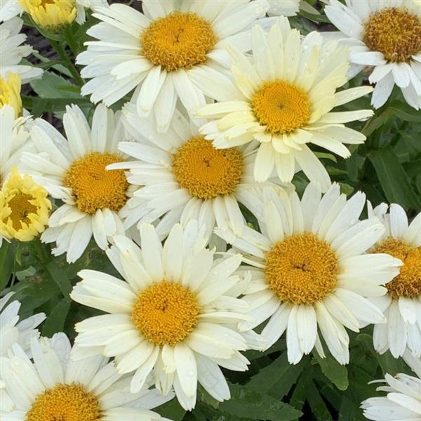 Leucanthemum Sunshine Freak! Bloom