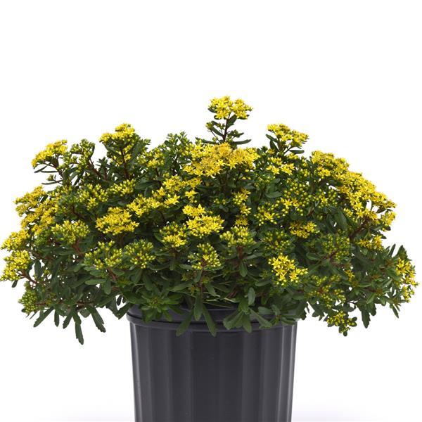 Sedum middendorffianum Yellow Diamonds Container