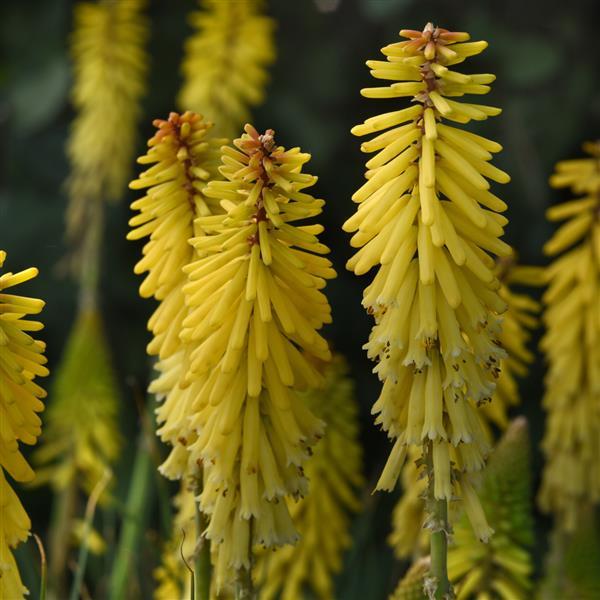 Kniphofia uvaria Glowstick Bloom