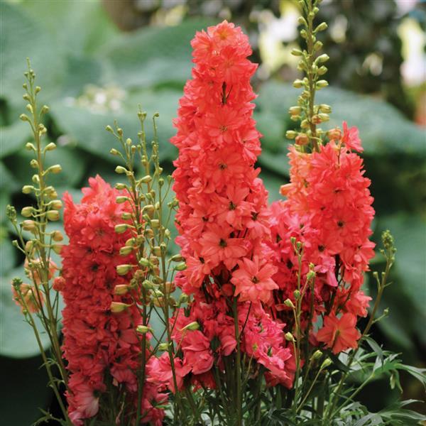 Delphinium Red Lark Bloom