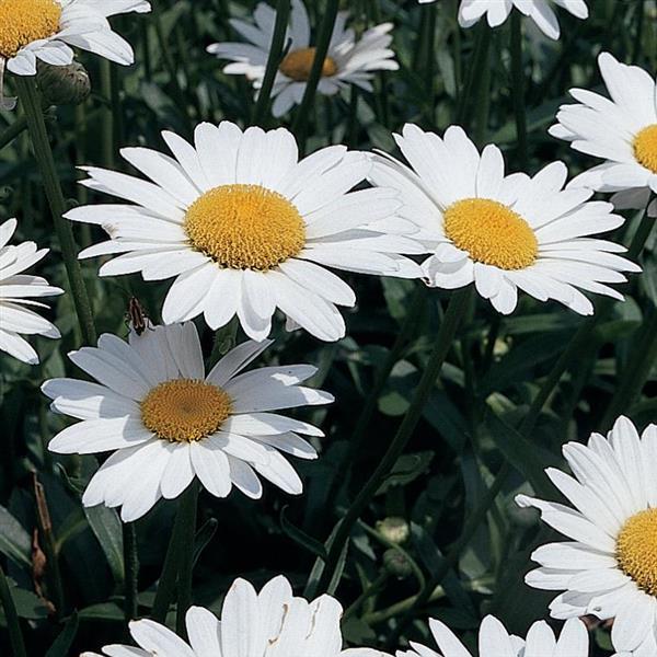 Leucanthemum Becky Bloom