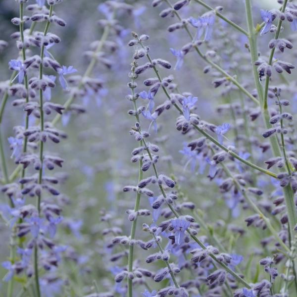 Perovskia atriplicifolia Little Lace Bloom