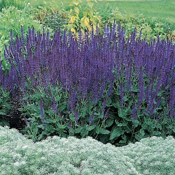 Salvia shop may night