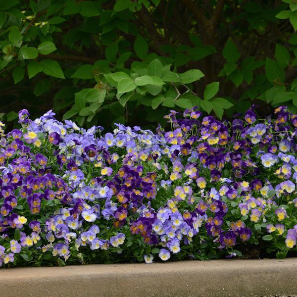 Viola Celestial™ Starry Night