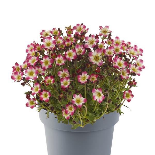 Saxifraga x arendsii Marto™ Red Picotee Container