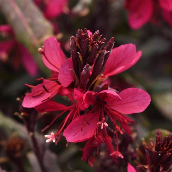 Gaura lindheimeri Belleza<sup>®</sup> Dark Pink Bloom