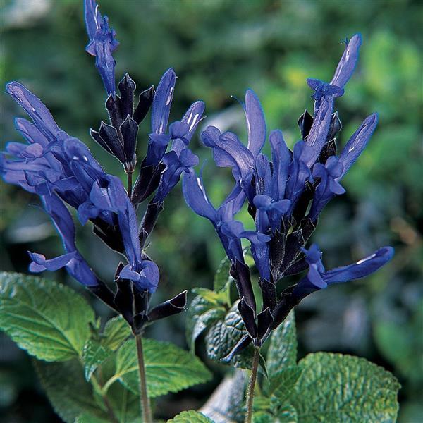 Black & Blue Salvia Bloom