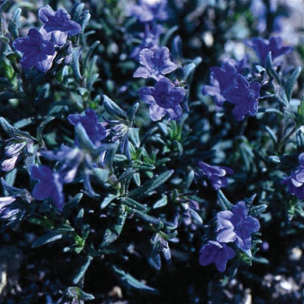 Lithodora diffusa Heavenly Blue Bloom