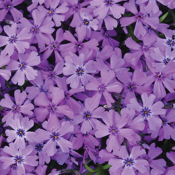 Phlox subulata Purple Beauty Bloom
