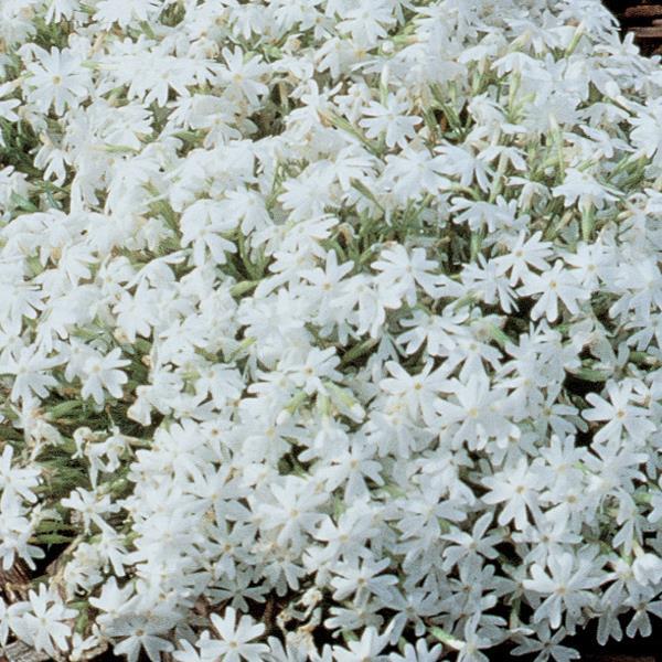 Phlox subulata Snowflake Bloom