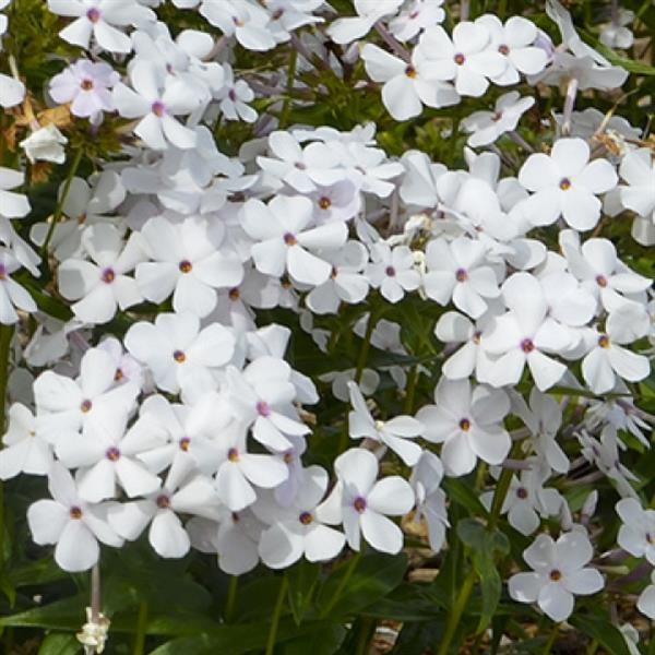 Phlox paniculata Baby Doll White Bloom