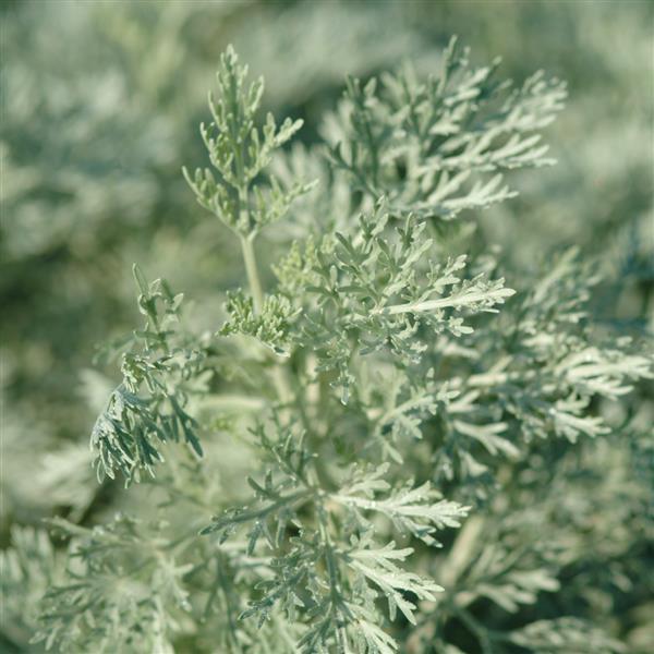 Artemisia arborescens Powis Castle Bloom
