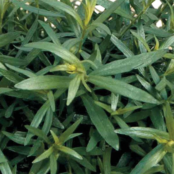 Artemisia dracunculus French Tarragon Bloom