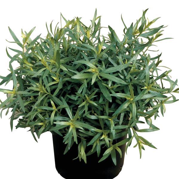 Artemisia dracunculus French Tarragon Container