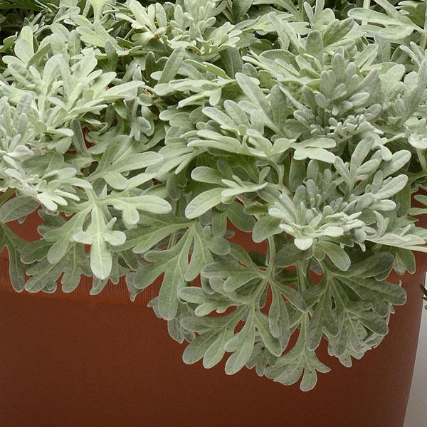 Artemisia Silver Brocade Bloom