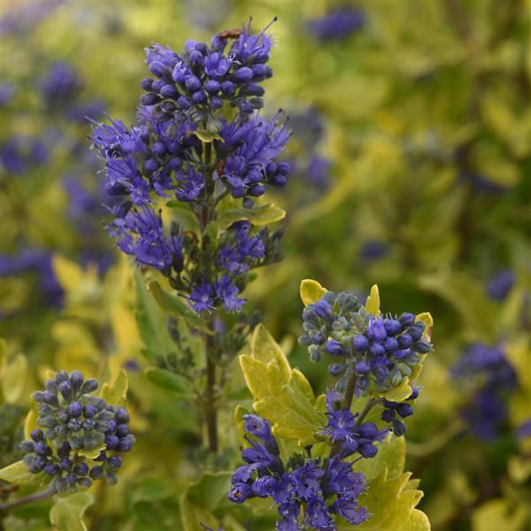 Caryopteris Gold Crest Bloom