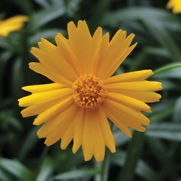 Coreopsis Sunny Day Bloom