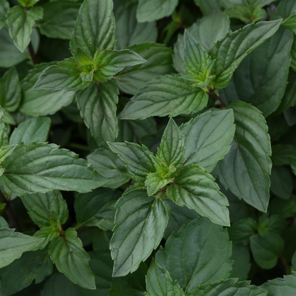 Mentha piperita After Eight Bloom