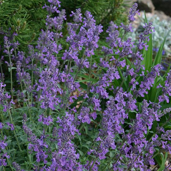 Nepeta Little Trudy<sup>®</sup> Bloom