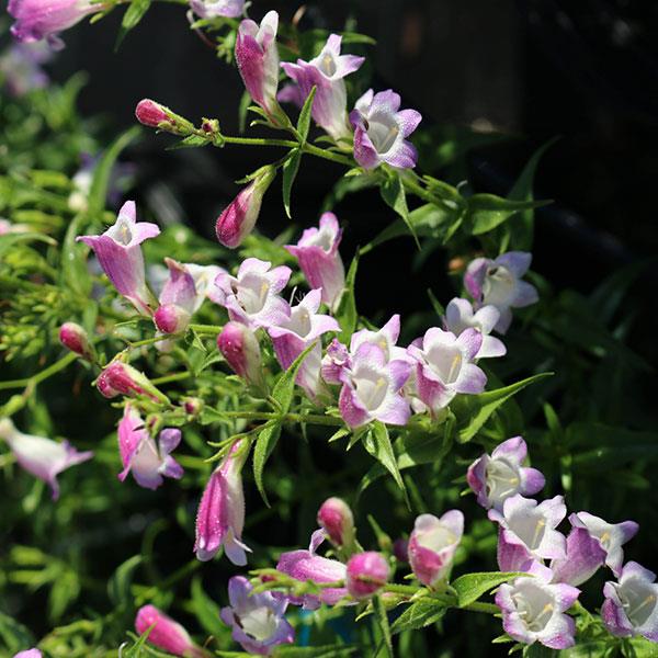 Penstemon mexicali Mini-Bells™ Lavender Bicolor Bloom