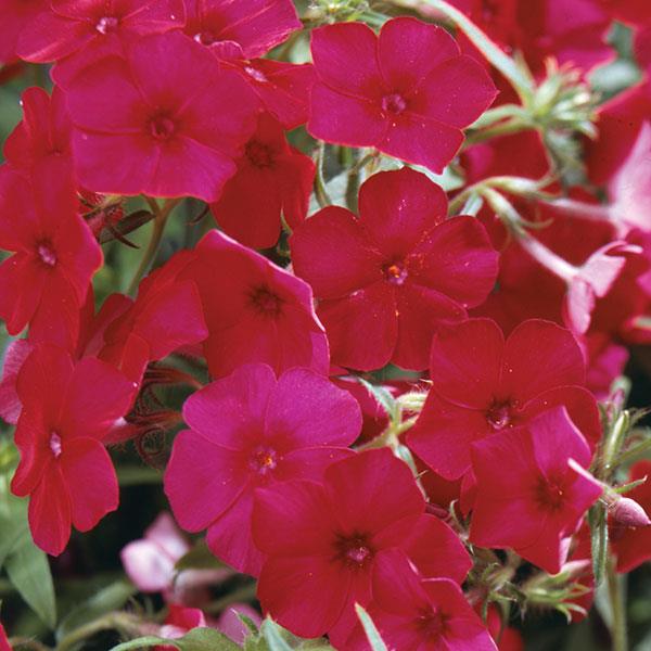 Phlox paniculata Younique Red Bloom