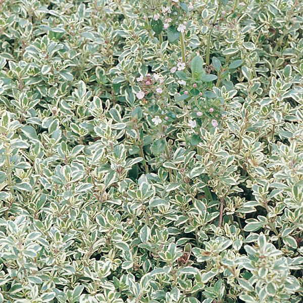 Thymus citriodorus Silver Edged Bloom
