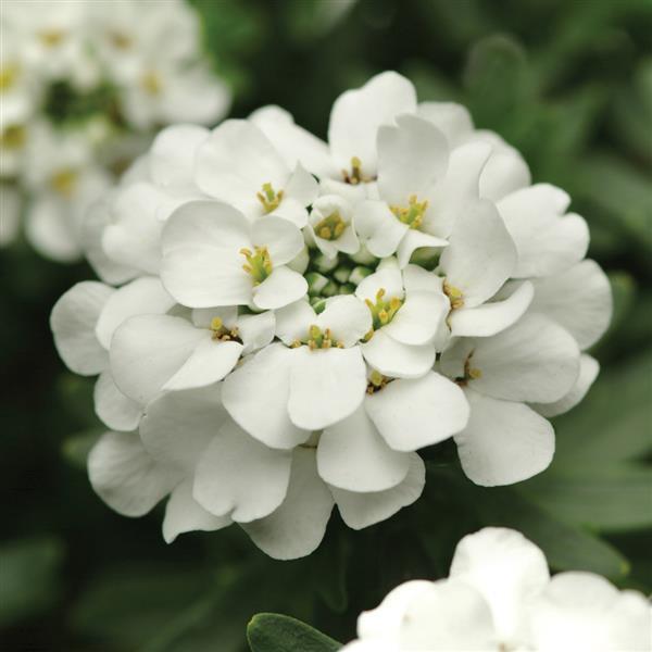 Iberis sempervirens Alexander's White Bloom